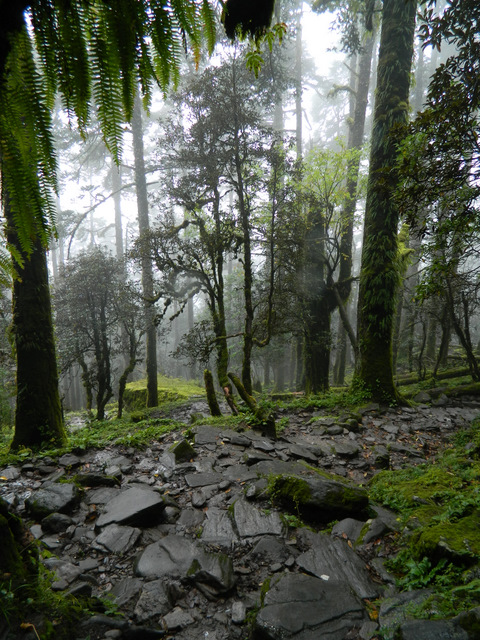 Photo: trees and ferns