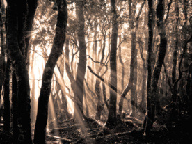 Photo: Trees with sunlight coming through