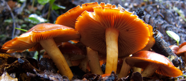 Photo: orange mushrooms