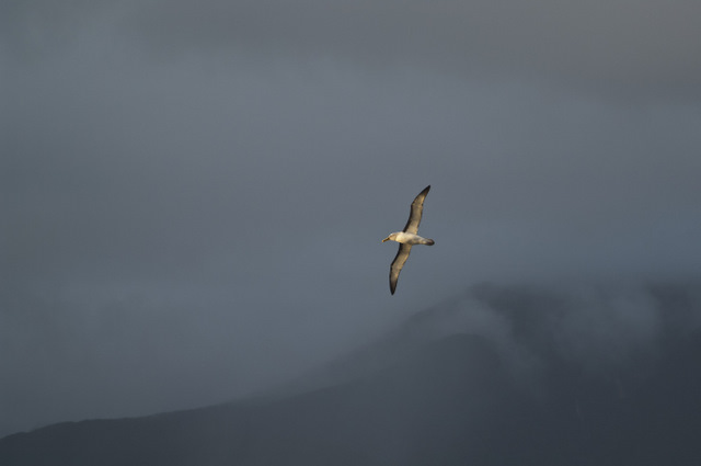 Photo: solo bird in flight