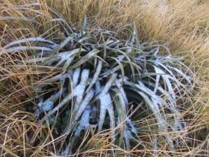 resized icy tussock