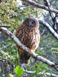 A confused Morepork in daylight!