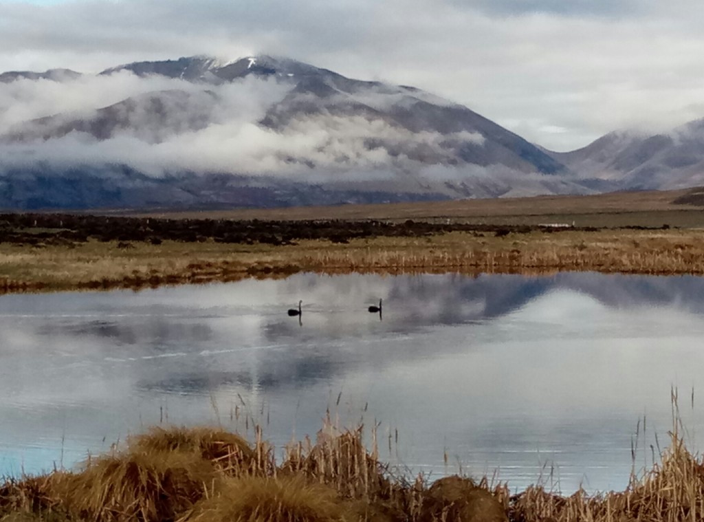 Three black swans on Maori Lake with Wild Mans Brother Range behind