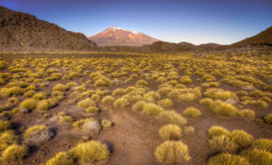 tussock