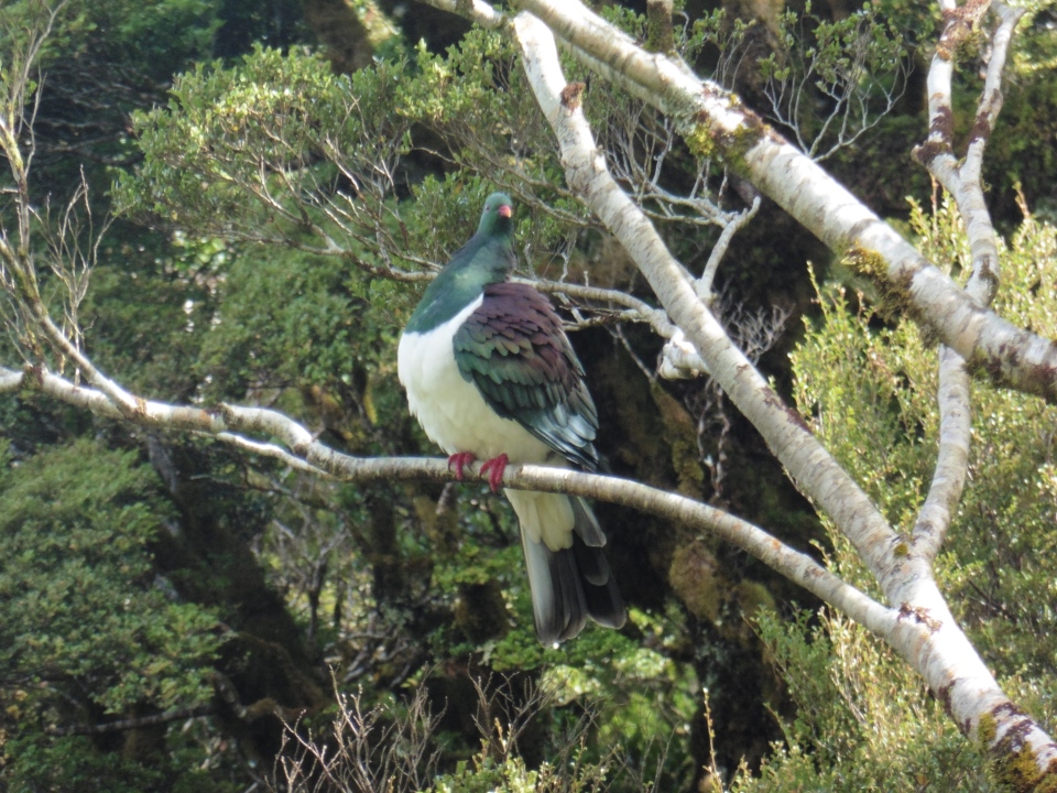 A kereru rests on a branch at Field Hut.