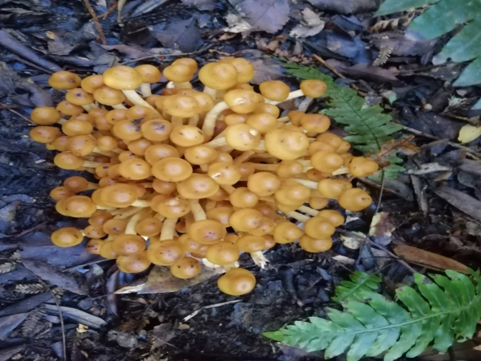 Mushrooms in the Tararua Ranges