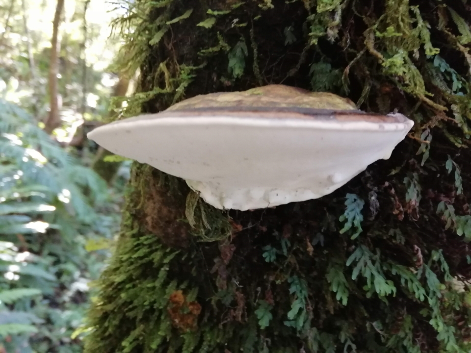 Mushroom growing on a tree, Tararua Ranges