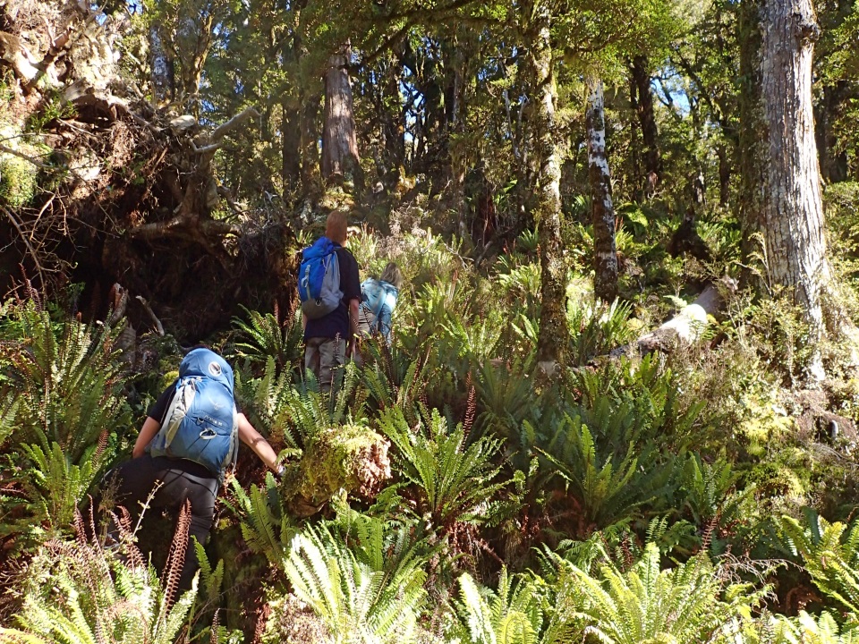 Trampers walking through ferns, Tararua Ranges