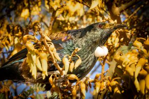 tui on kowhai