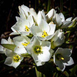 Matiri Range flowers