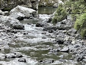 Whio (rare blue ducks) hidden behind the rocks