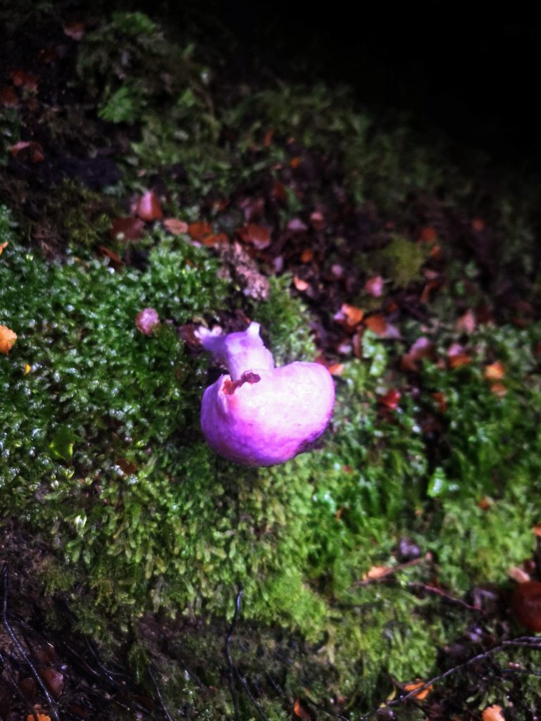 A purple mushroom