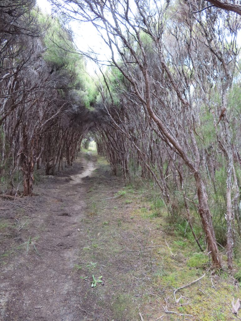 Tree tunnel
