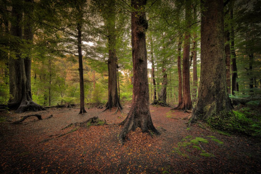 Orongorongo Track Remutaka Range Wellington Tramping and