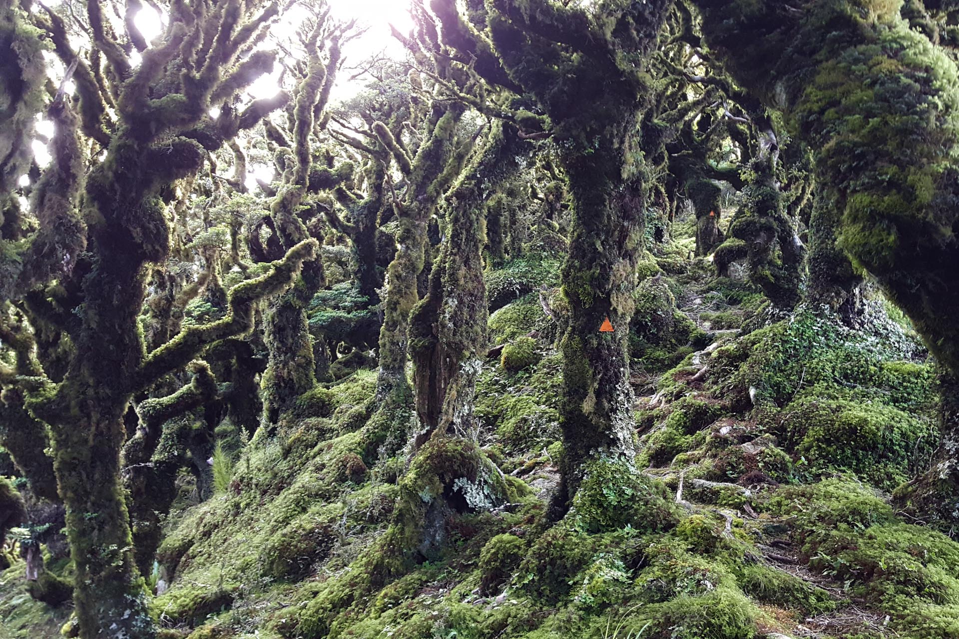 The 'goblin forest' bush on Concertina Knob