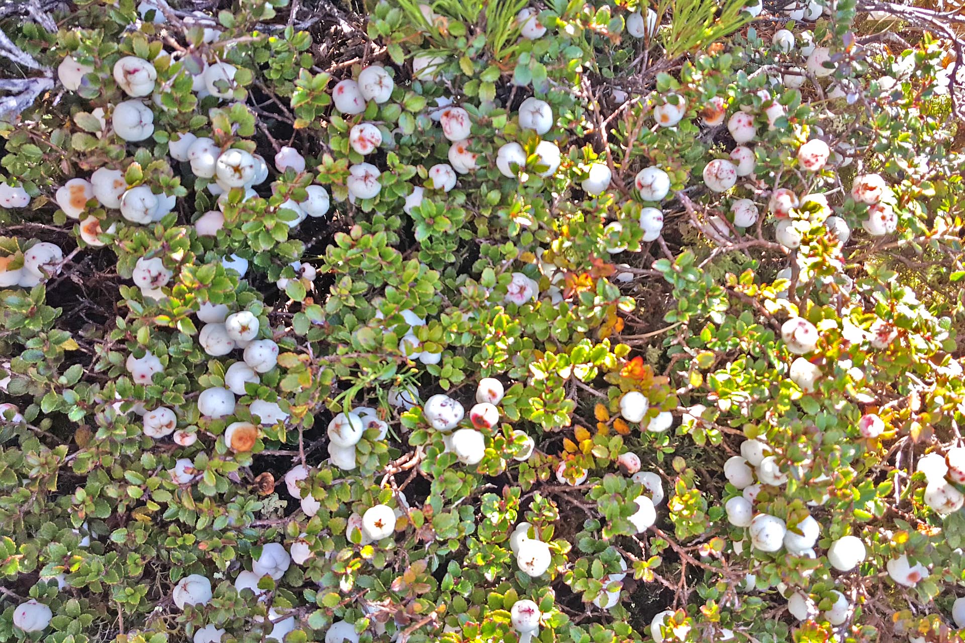 Yummy snowberries on the track to Maungahuka Hut - more than we could eat