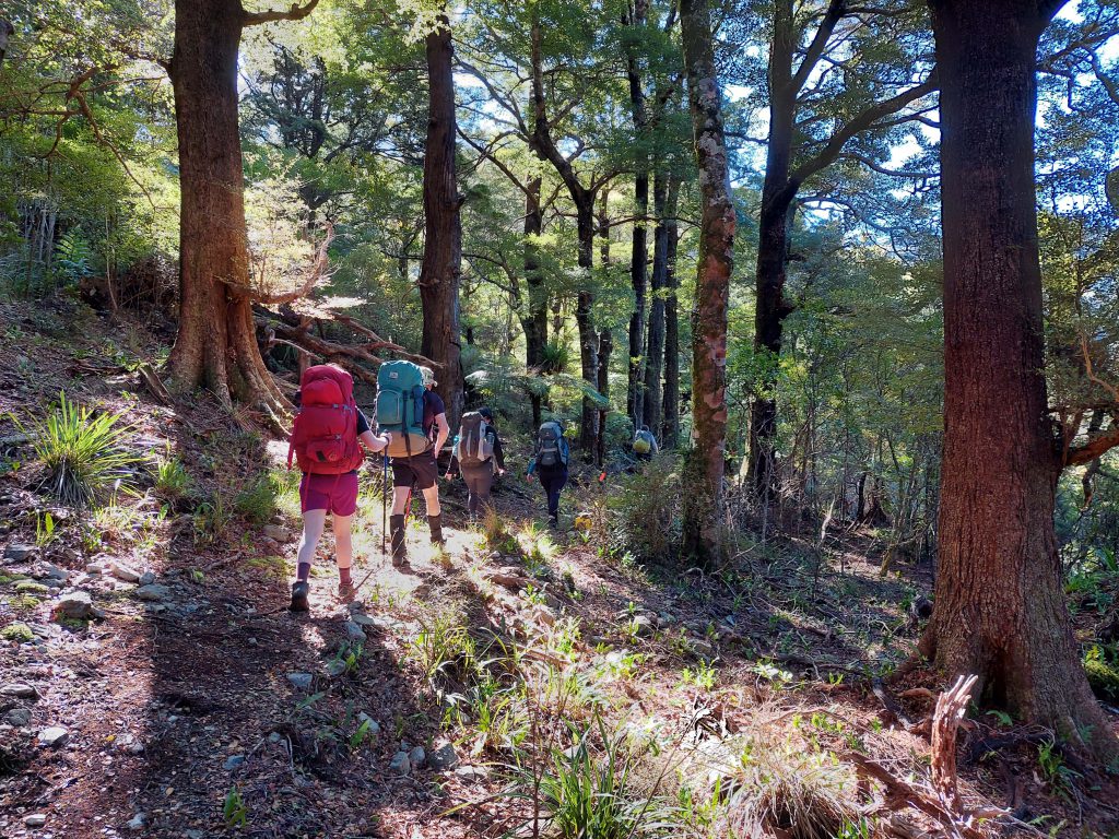 Tramping through the forest to Waioronomai Hut