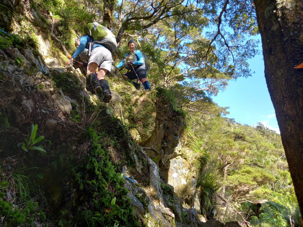 A steep descent on the Waiorongomai track