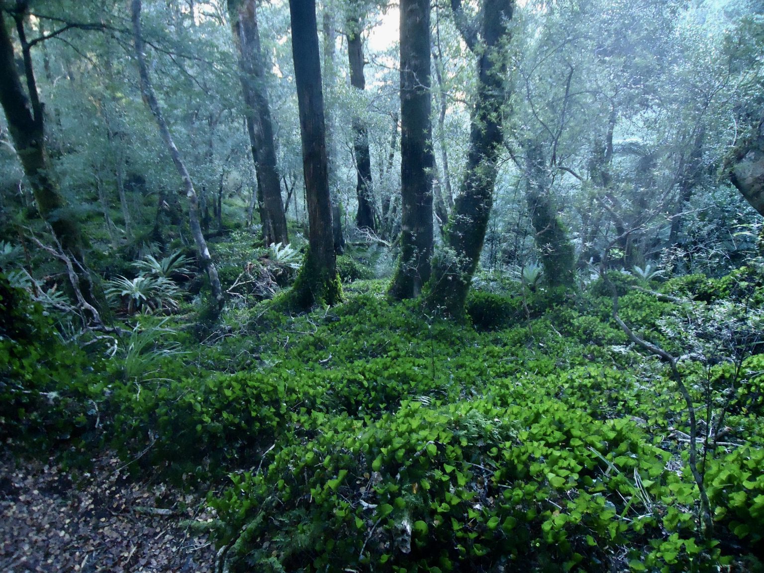 Dobson Loop Track – Wellington Tramping and Mountaineering Club