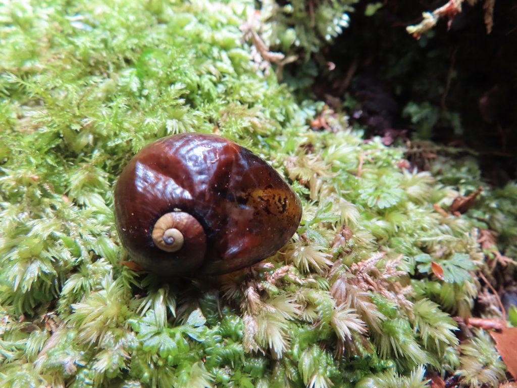 Wainuia - a genus of air-breathing predatory land snails, terrestrial pulmonate gastropod molluscs in the family Rhytididae. Species in this genus occur in New Zealand 