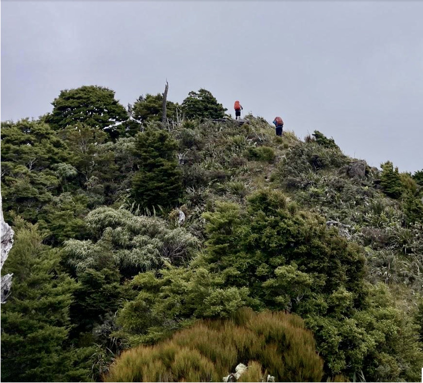 Southern Crossing – Tararua Forest Park (from Otaki Forks) – Wellington ...