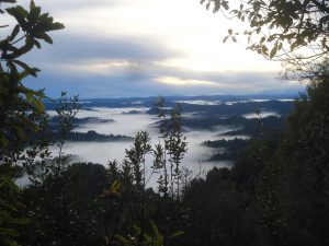 photo of looking out over clouds in a valley with trees sticking up