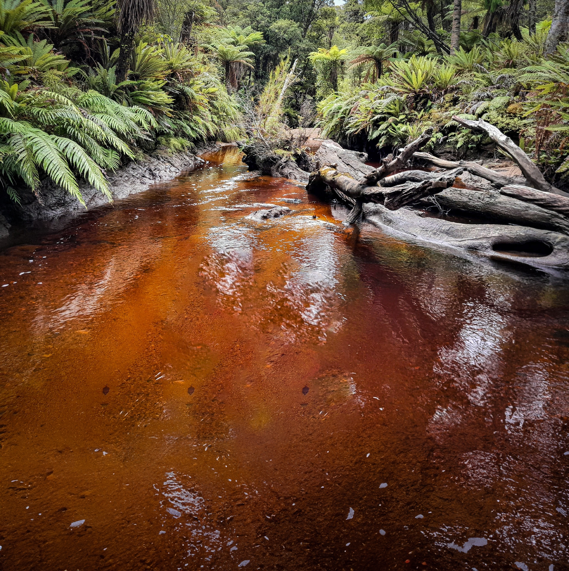 Chocolate coloured stream Fiordland National Park