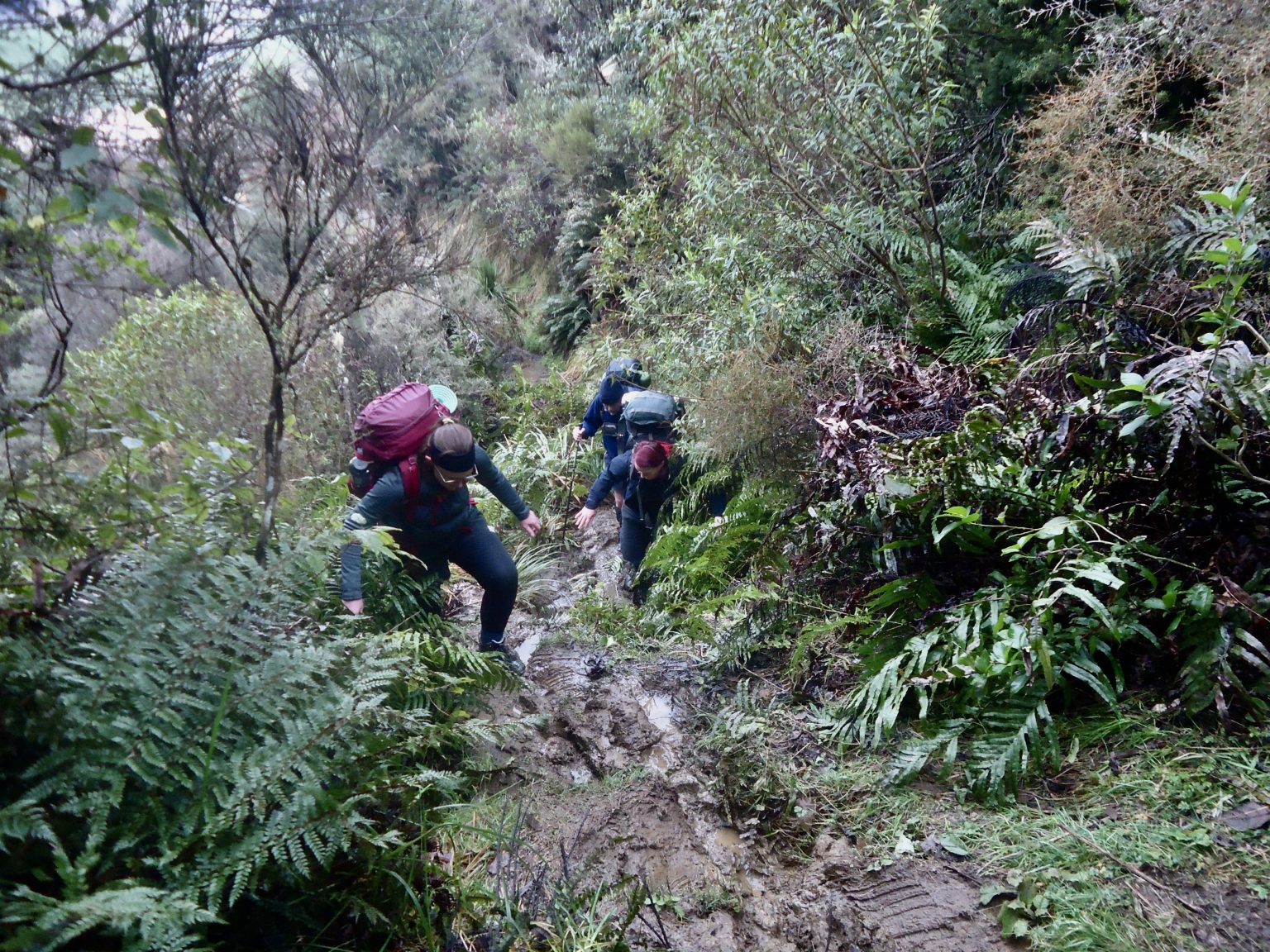 Zekes Hut – Hihitahi Forest Sanctuary – Wellington Tramping And 