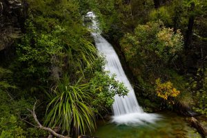 photo of a waterfall set in green bush