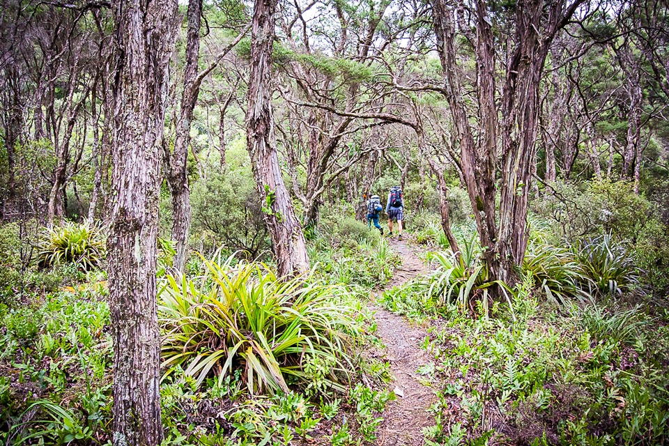 Walking into Waiorongomai Hut