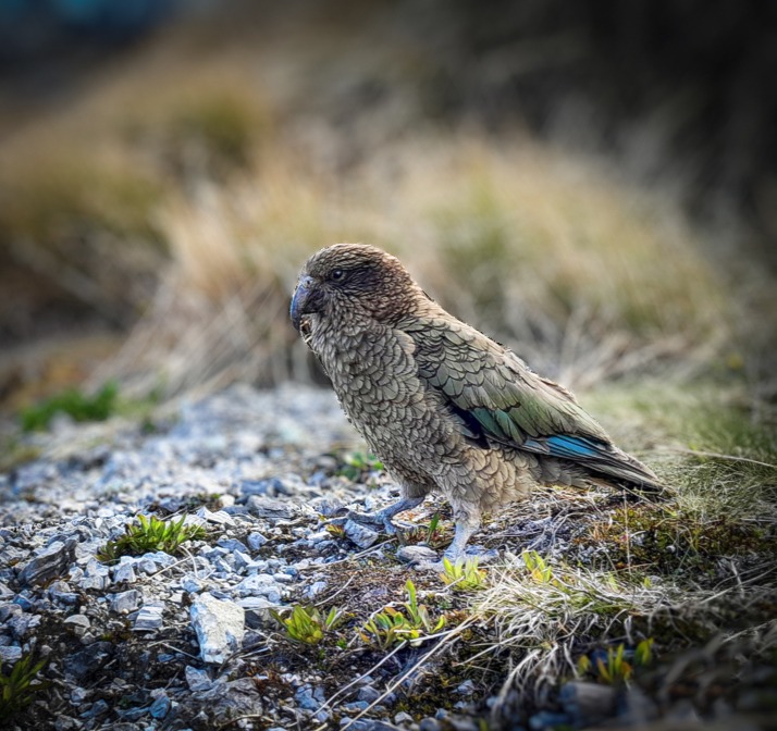 A kea standing and watching us