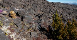Teddy bear pulling a wilding pine over with a rope on Mt ruapehu