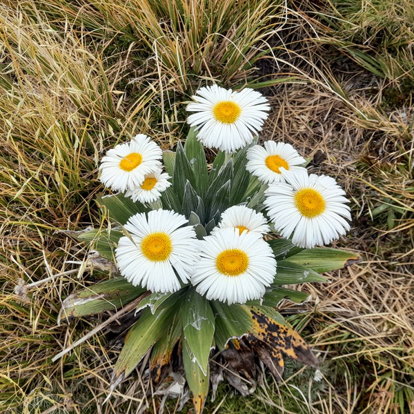 Alpine Daisies