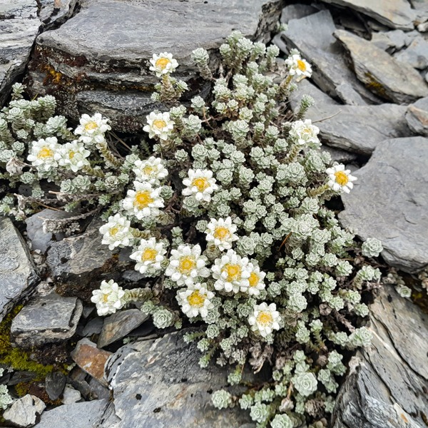 Edelweiss flowers