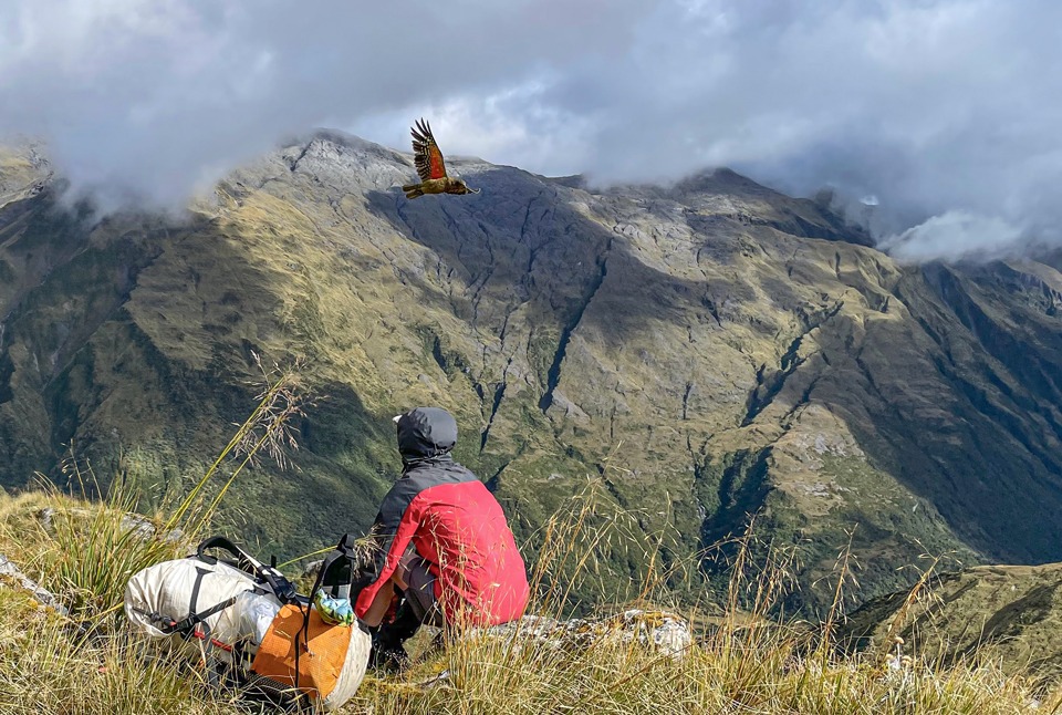 Kea flying above the Diedrichs Range