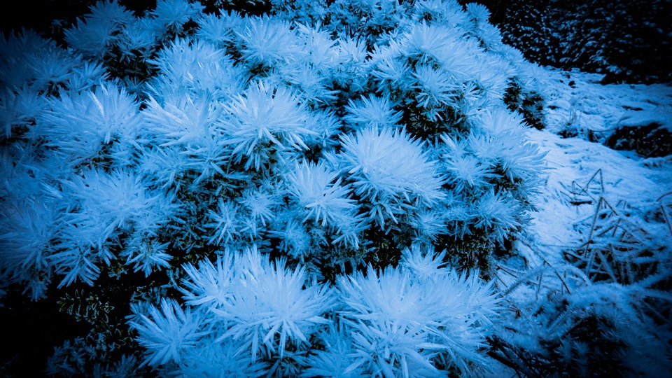 Hoar frost crystals on bushes, Hukere Stream, Nelson Lakes National Park
