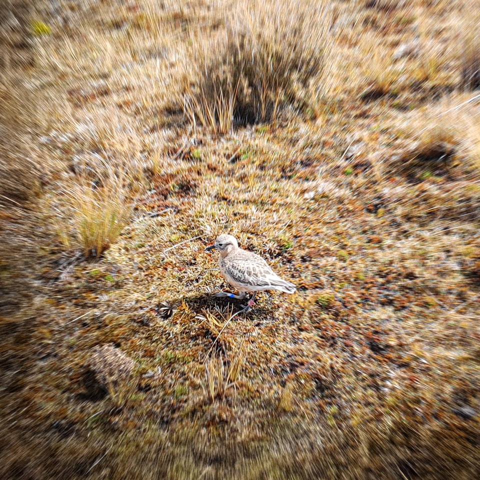 Southern NZ dotterel, Tin Range, Rakiura