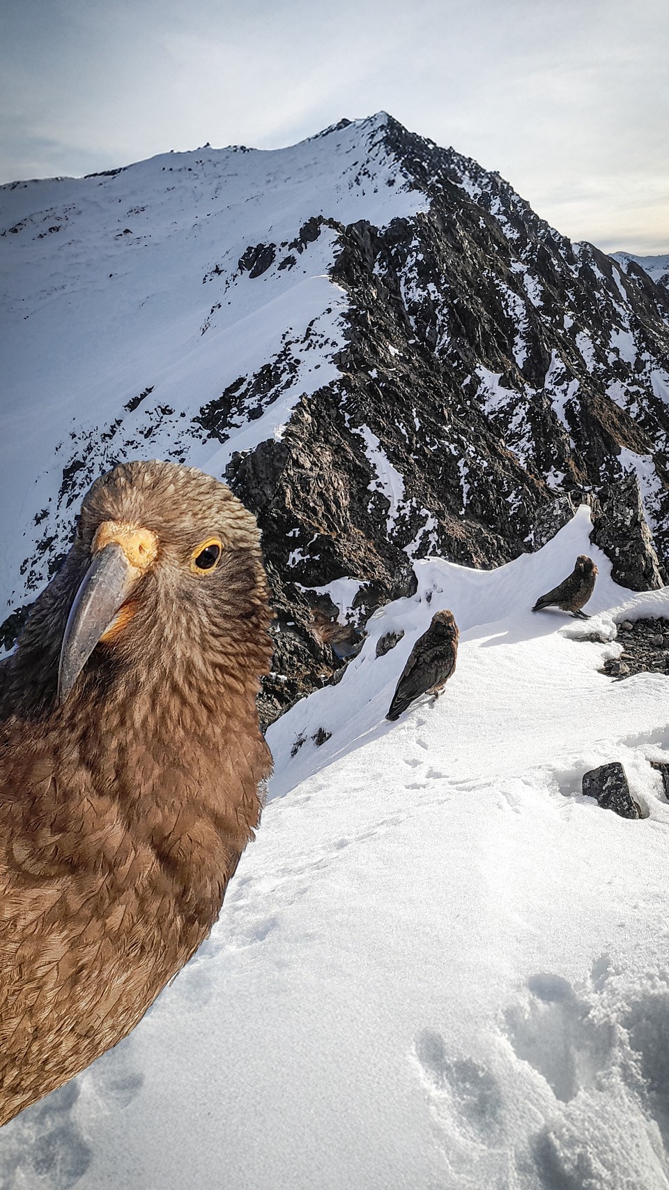 Kea selfie Arthur's Pass