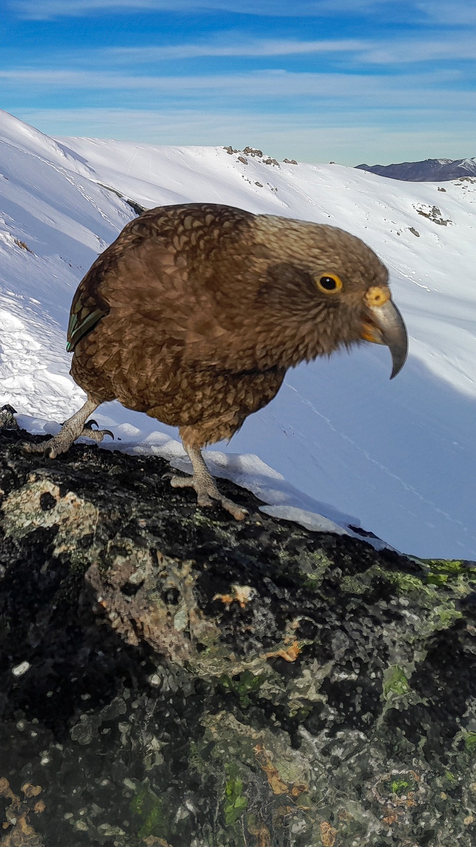Kea looking for mischief