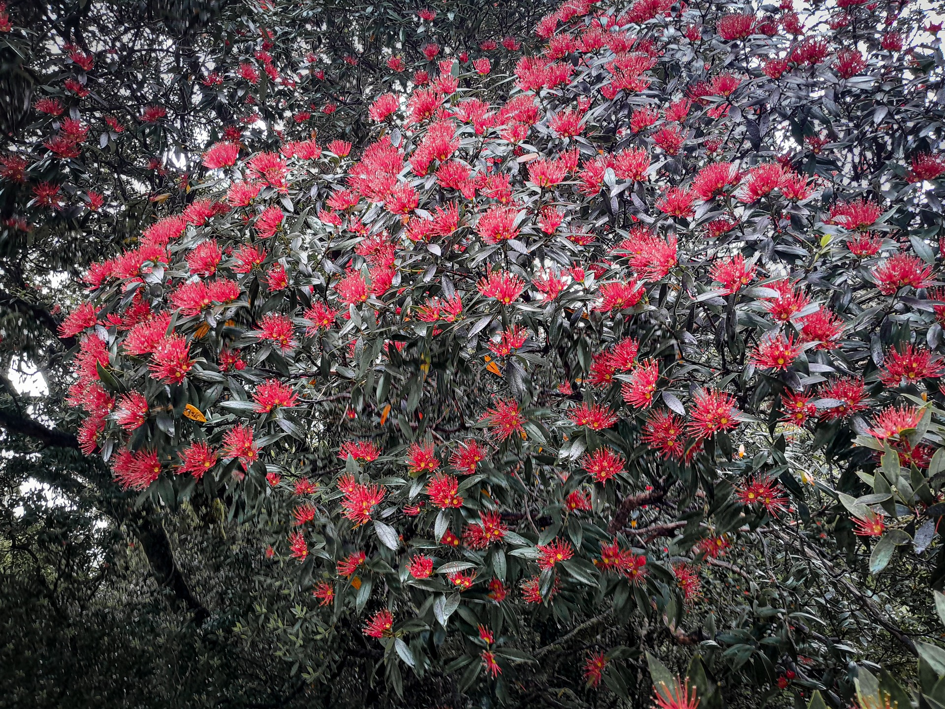  Rata in flower in the Perth Valley, Westland 