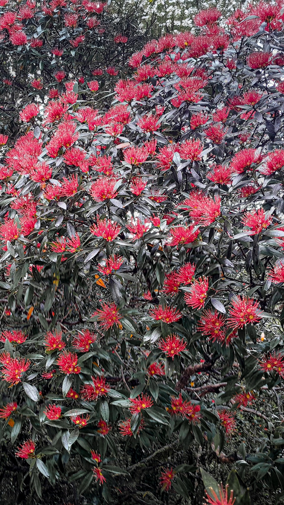  Rata in flower in the Perth Valley, Westland 