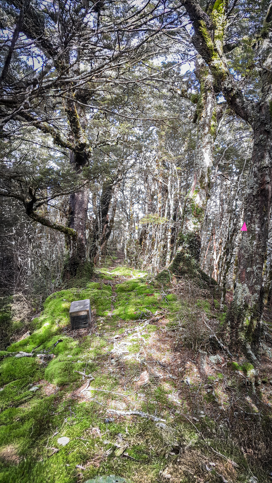  Bush track and DOC200 stoat trap 