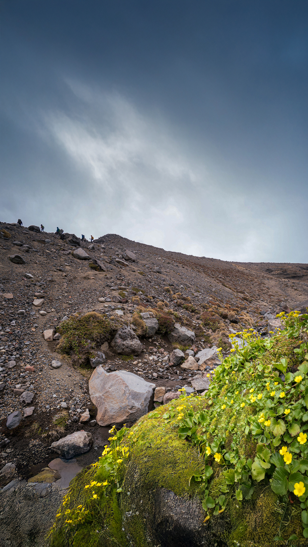  Mountain buttercups flowering in summer at Mt Ruapehu 