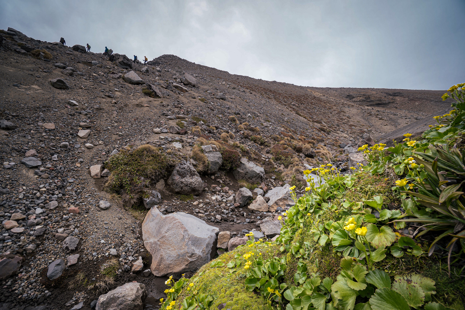  Mountain buttercups flowering in summer at Mt Ruapehu 